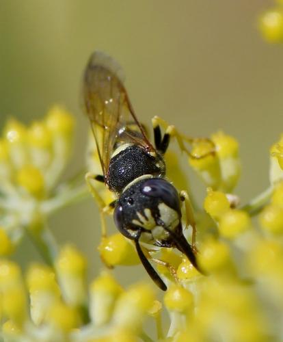Réf. 240 183 : Philanthus triangulum